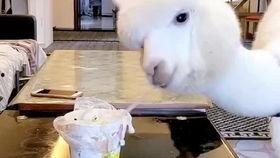 搞笑羊驼视频,萌态百出，笑料连连